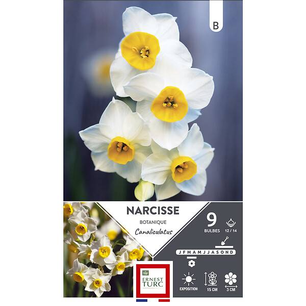 Ernest Turc - Bulbes Narcisse Tazetta Canaliculatus - Image 2
