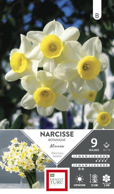 Ernest Turc - Bulbes narcisse botanique Minnow - ERNEST TURC