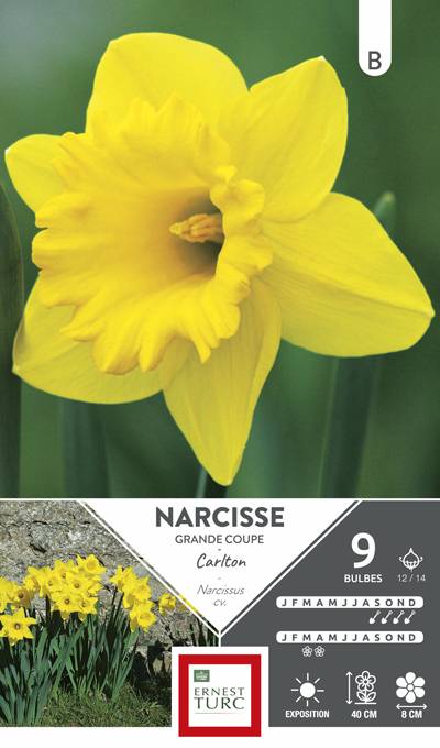 Ernest Turc - Ernest Turc - Bulbes Narcisse Grande Coupe Carlton x9 cal 12/14 - Image 1