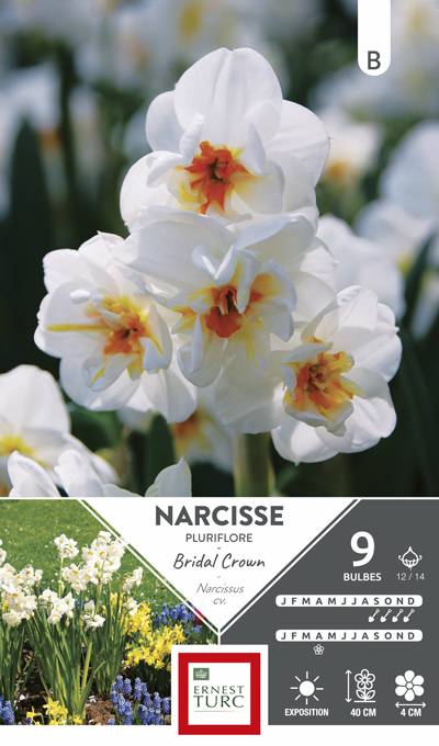 Ernest Turc - Bulbes narcisse pluriflore bridal crown - Image 1