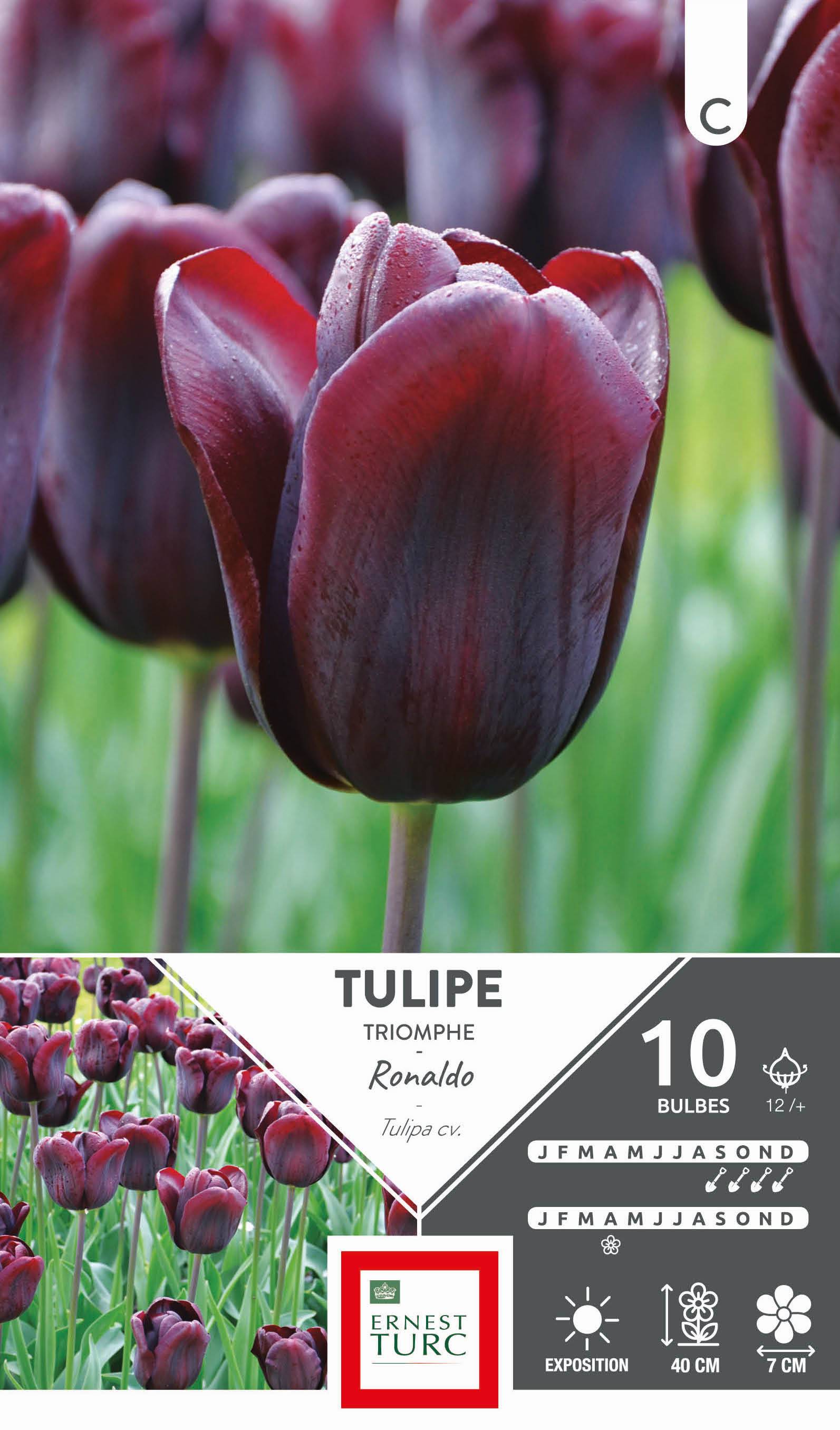 Ernest Turc - Ernest Turc - Bulbes de Tulipe triomphe Ronaldo x10 calibre 12+ - Image 1