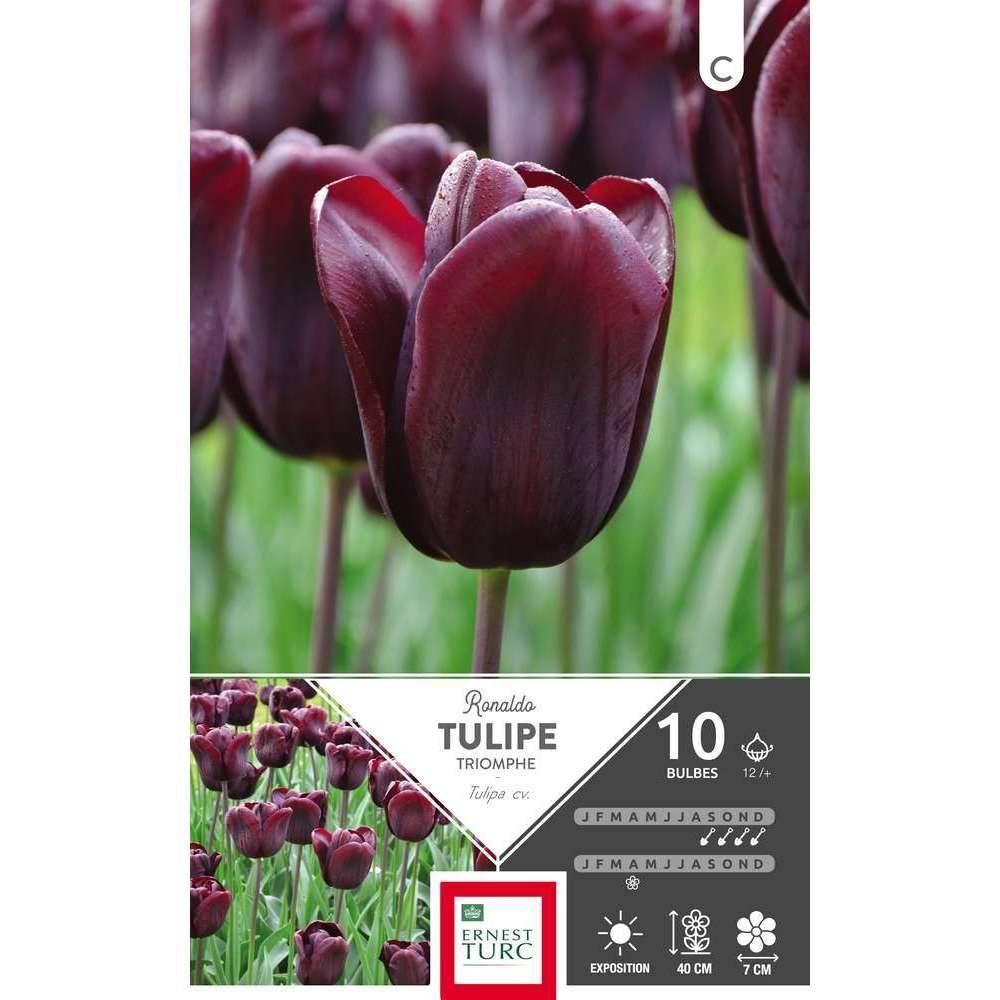 Ernest Turc - Ernest Turc - Bulbes de Tulipe triomphe Ronaldo x10 calibre 12+ - Image 2