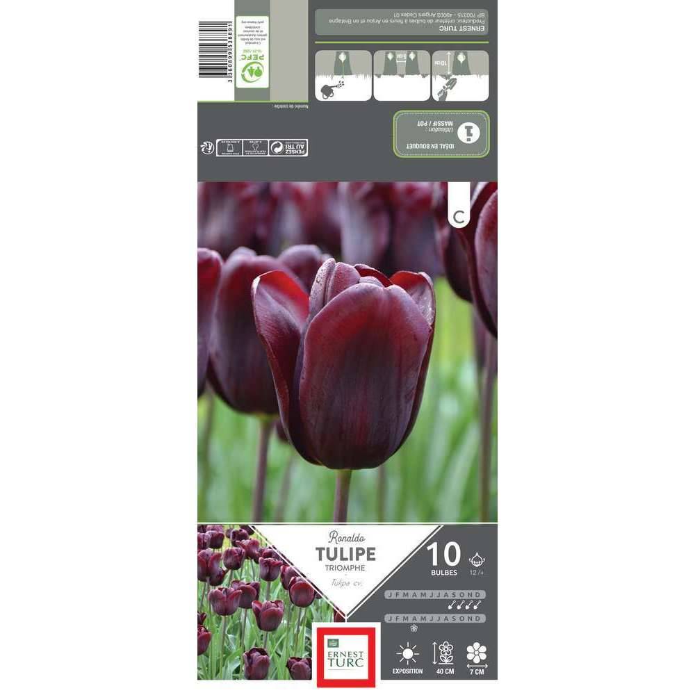 Ernest Turc - Ernest Turc - Bulbes de Tulipe triomphe Ronaldo x10 calibre 12+ - Image 3