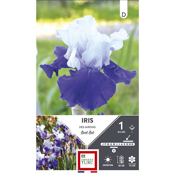 Ernest Turc - Bulbes Iris germanica best bet - ERNEST TURC - Imagen 2