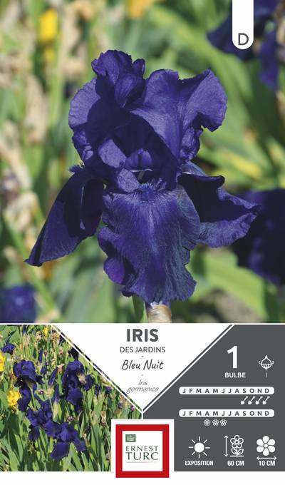 Ernest Turc - Bulbes Iris Germanica Bleu Nuit ERNEST TURC - Image 1