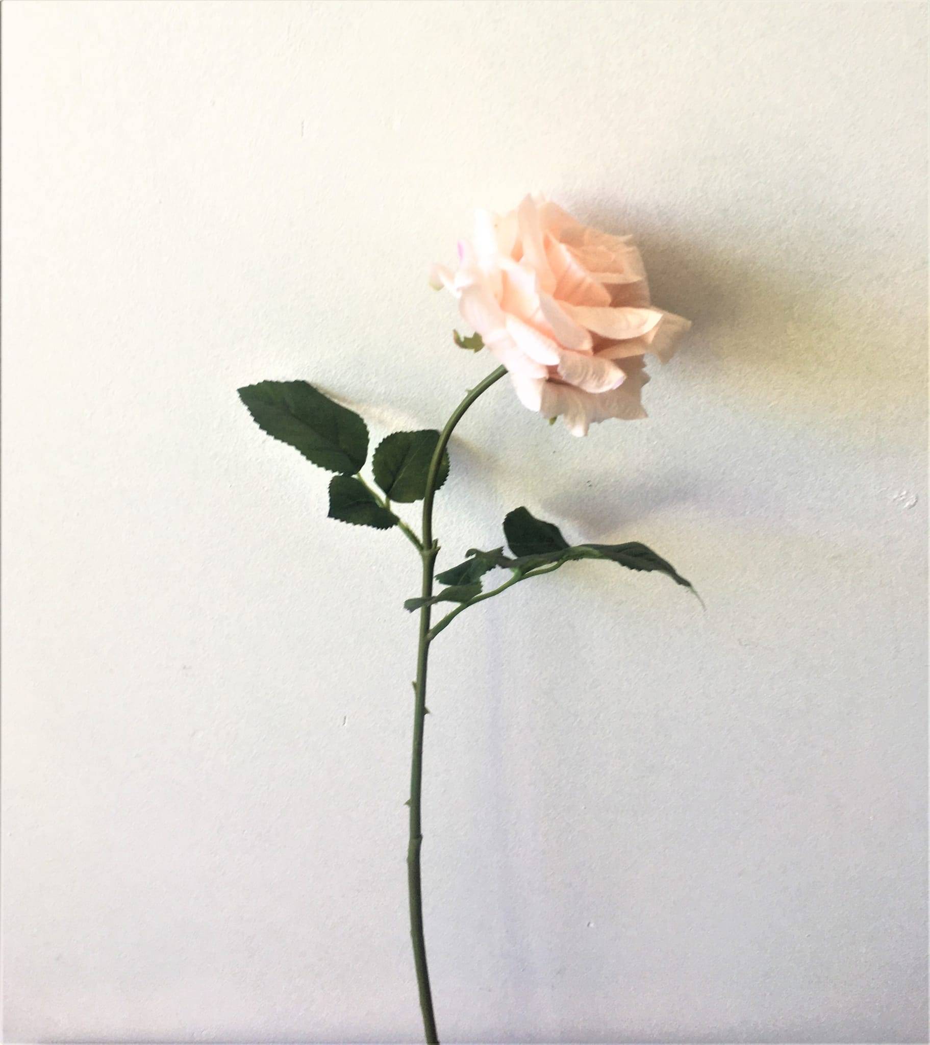 Tige rose ouverte saumon artificielle 56 cm