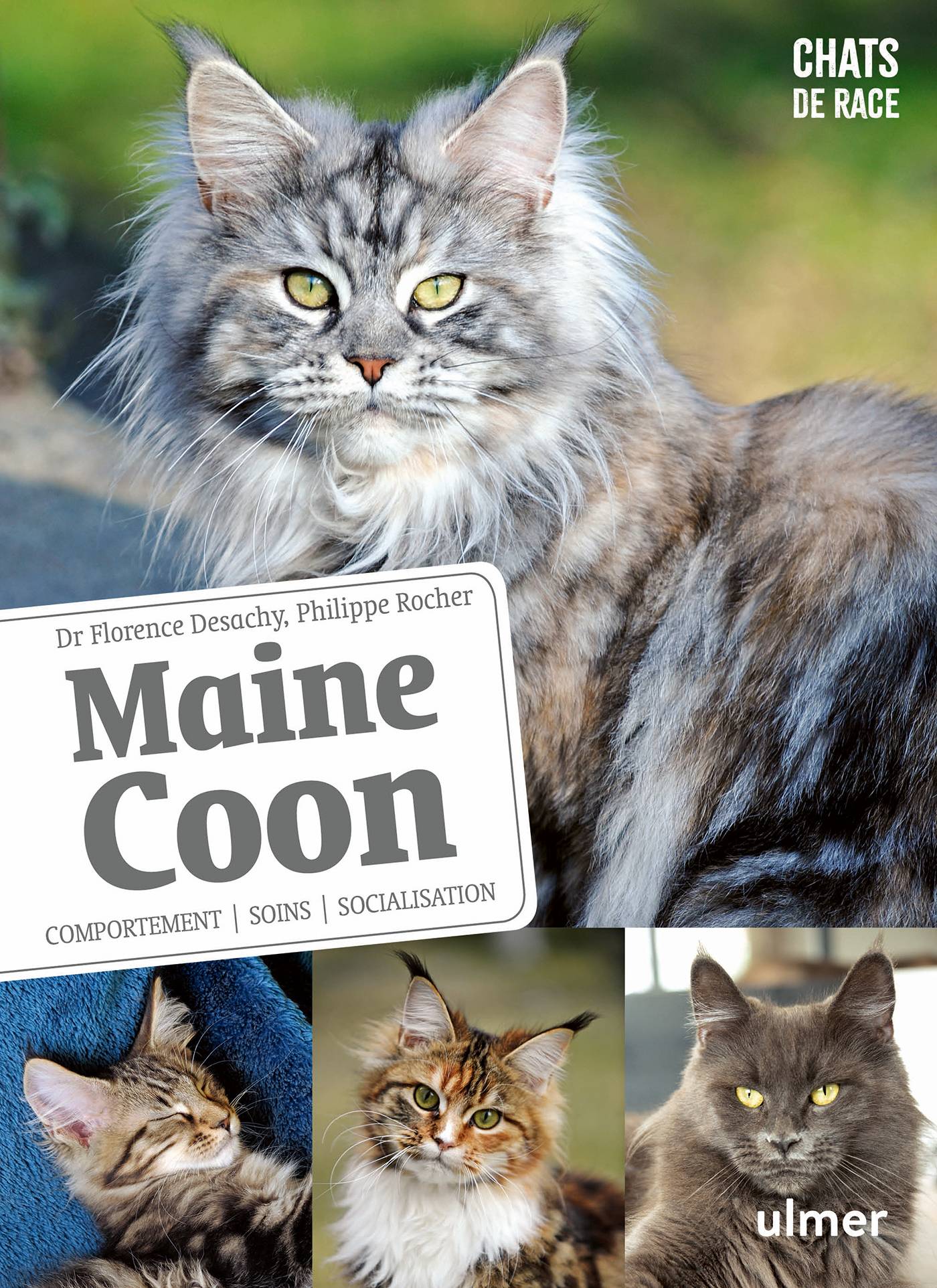 Ulmer - Maine Coon - Desachy Florence