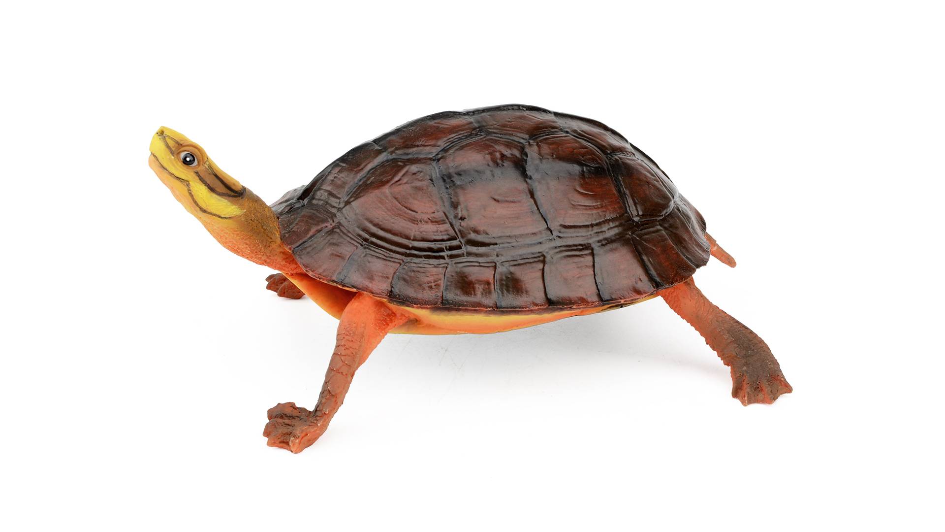 Aquatlantis - Aquatlantis - TORTUE TARTARUGA CASTANHA - Image 2