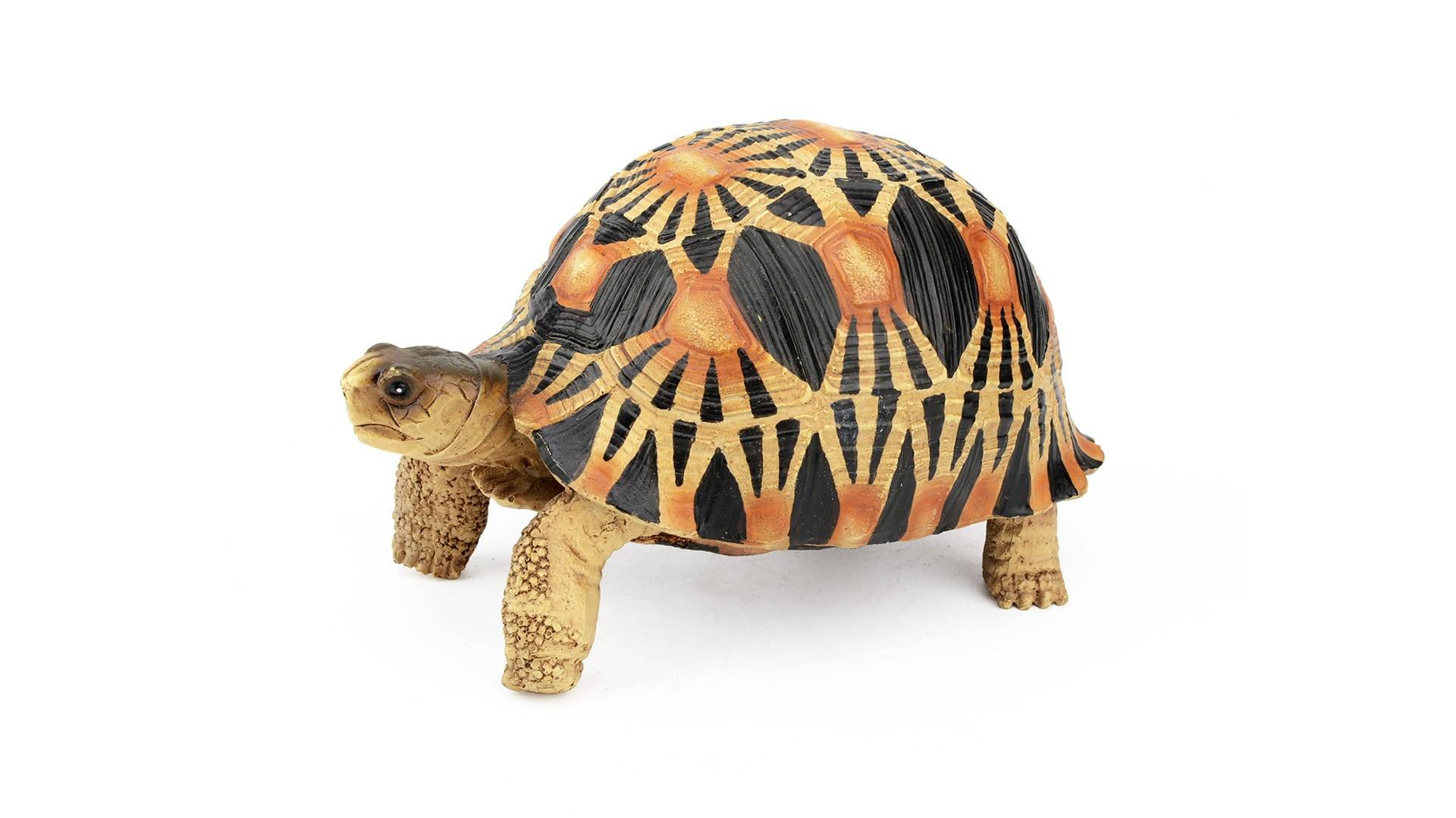 Aquatlantis - Aquatlantis - TORTUE TARTARUGA IRRADIADA - Imagen 2