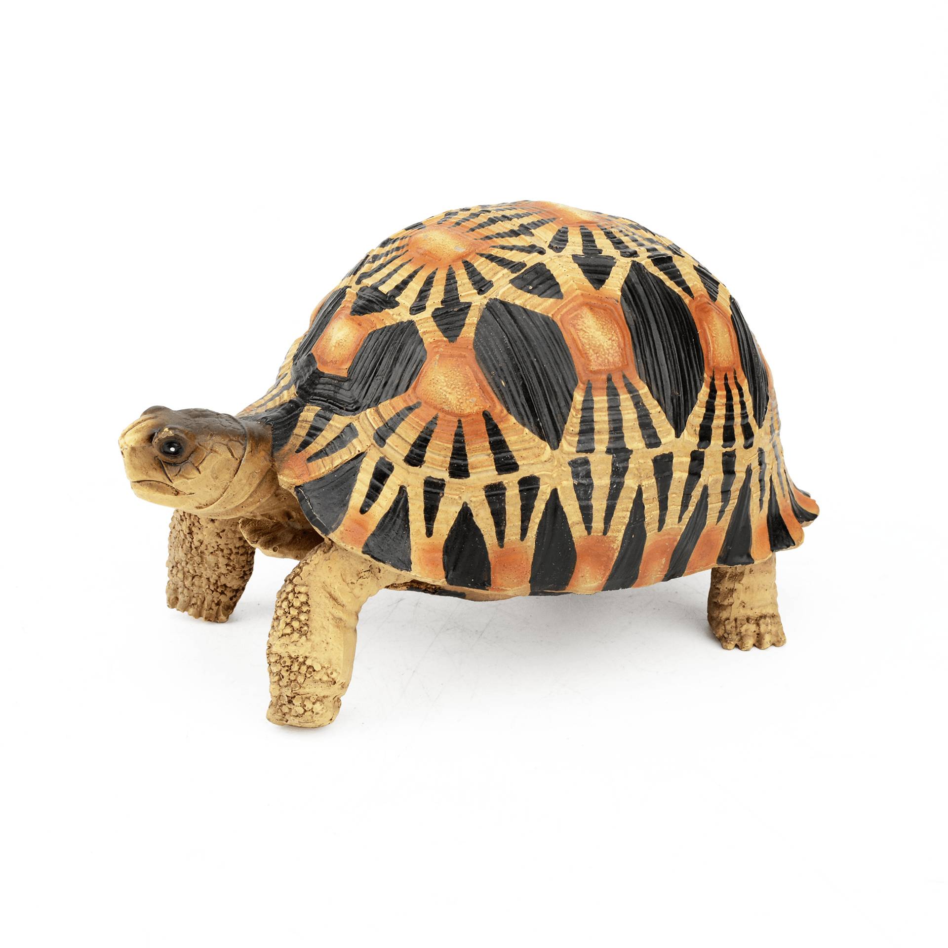Aquatlantis - Aquatlantis - TORTUE TARTARUGA IRRADIADA