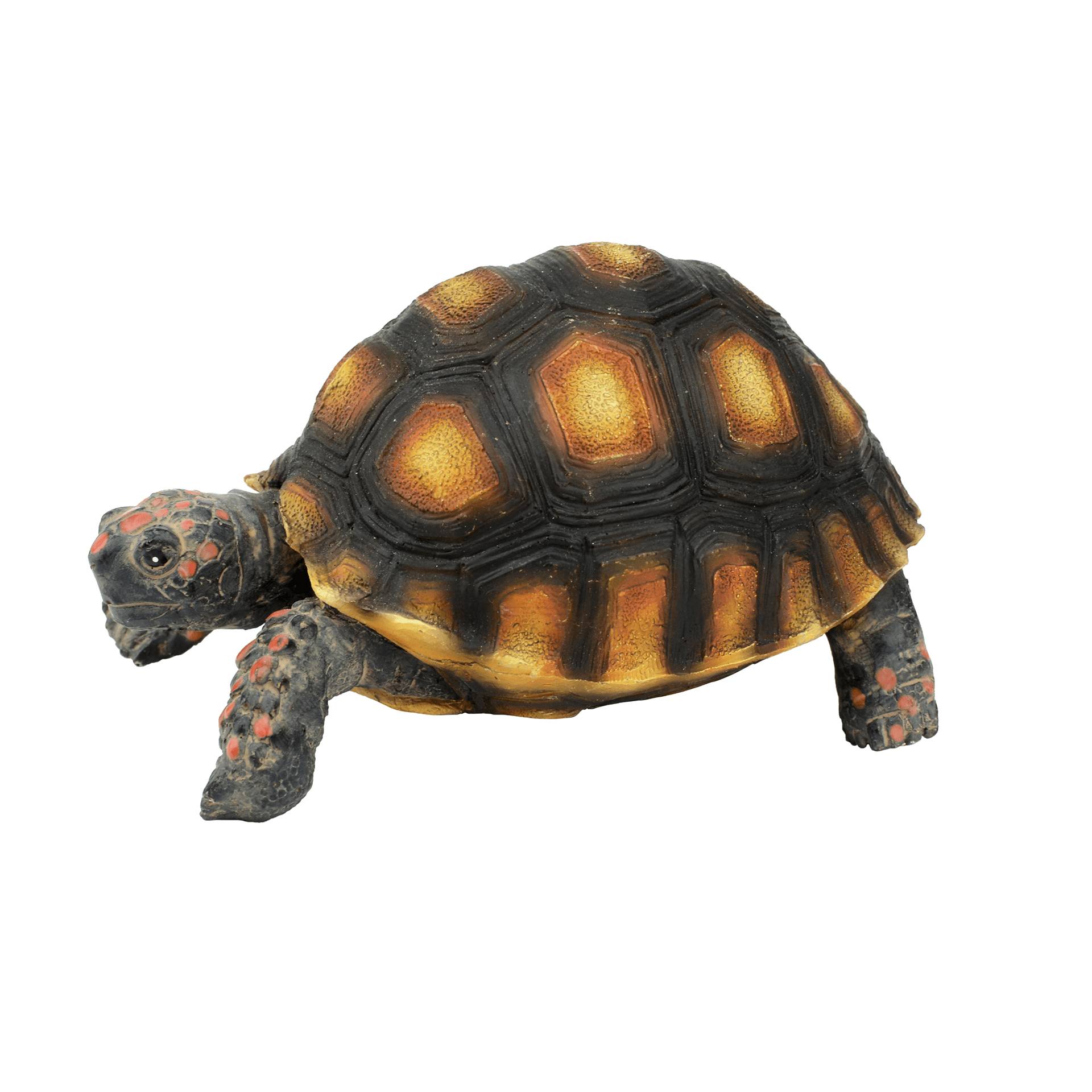Aquatlantis - Aquatlantis - TORTUE TARTARUGA TIGRE