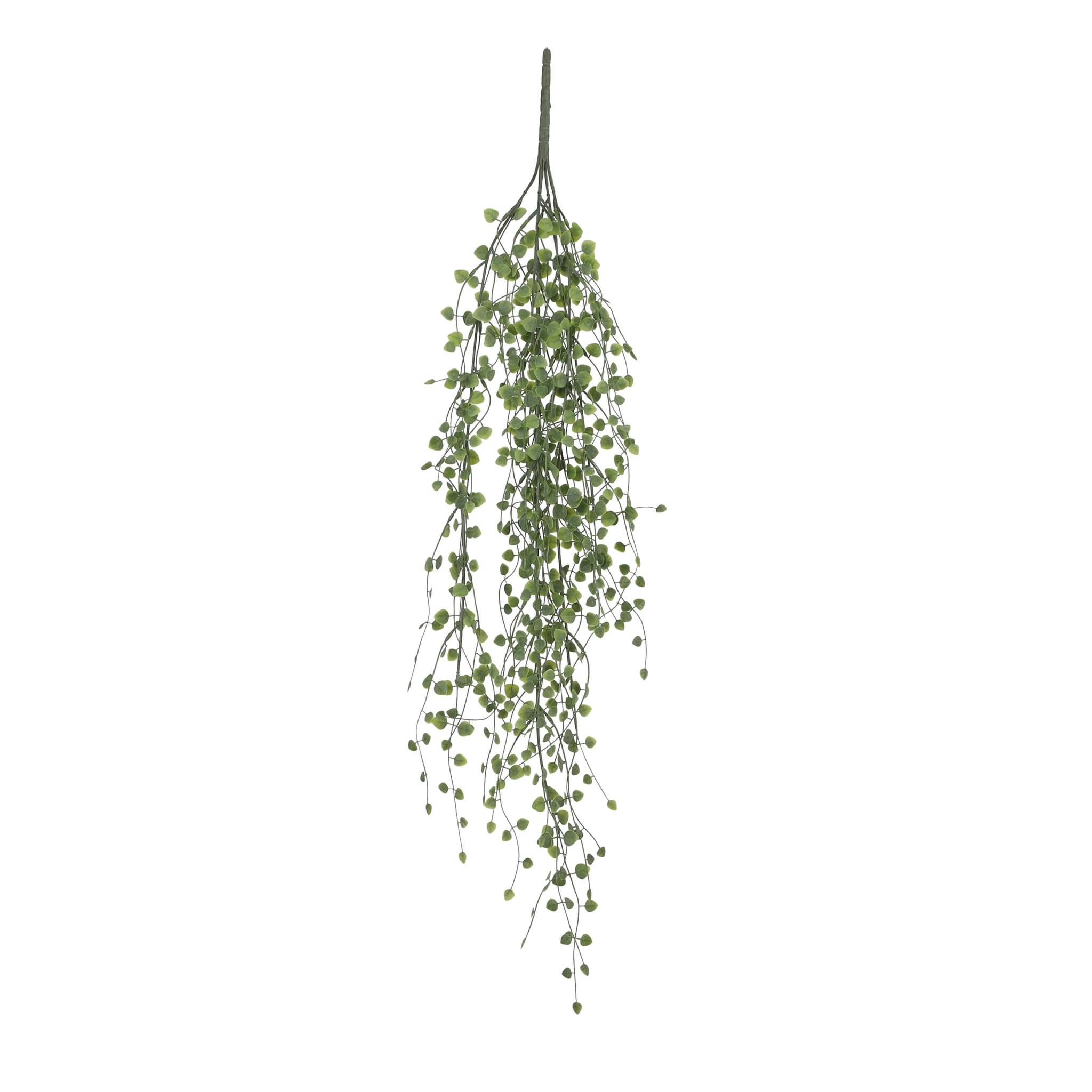 Peperomia suspendre vert -PE (polyethylene)-Vert- l80xb15xh4cm