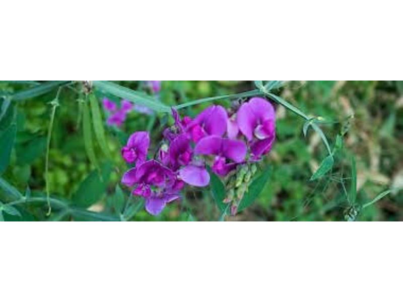 Vilmorin - Pois Mangetout Géant à Fleur Violette serie 10M boîte graines 110 g - Vilmorin - Image 2