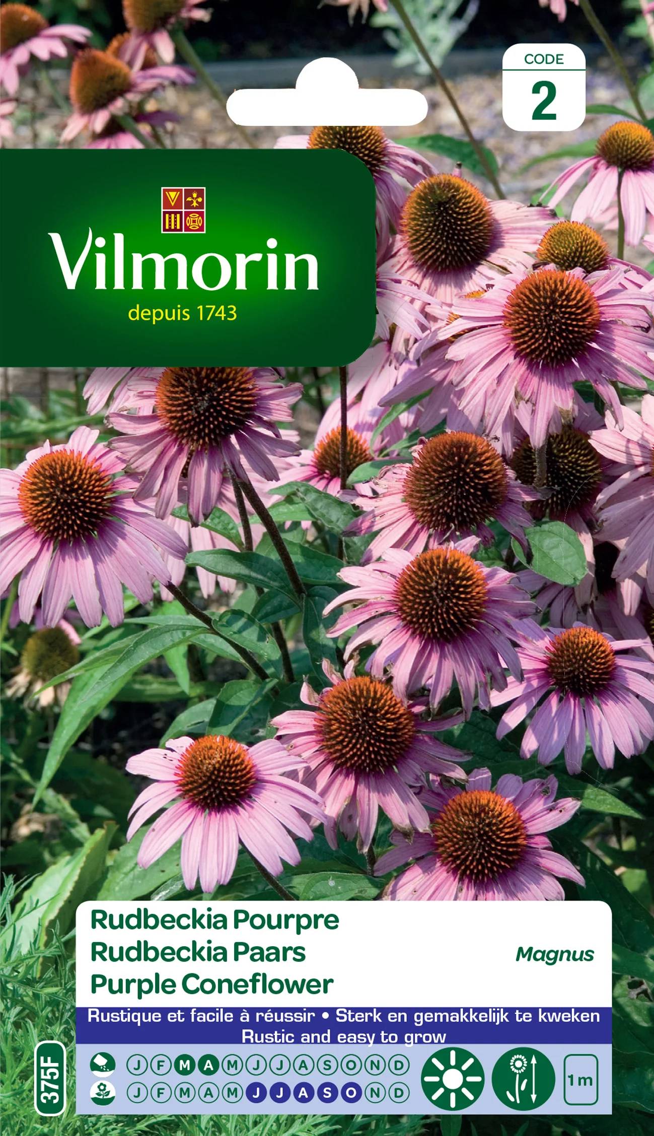 Vilmorin - Rudbeckia echinacea pourpre Magnus série 2 sachet graines 1 g - Vilmorin - Image 2