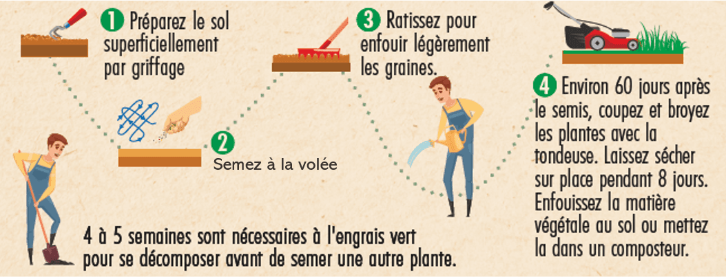 Vilmorin - Trèfle blanc BIO - VILMORIN - Imagen 4