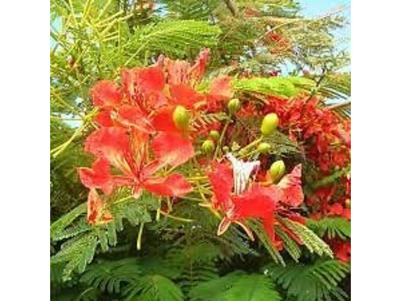 Mélange de fleurs sachet camaïeu flamboyant 25m2 – VILMORIN - Image 1