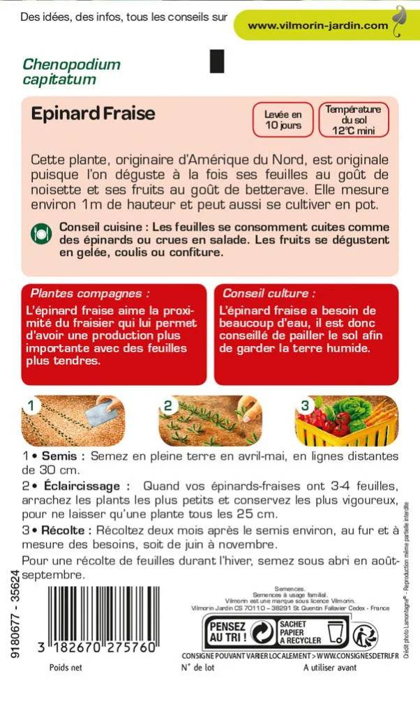 Epinard Fraise Sachet Graines Chenopodium capitatum - Vilmorin - Image 3