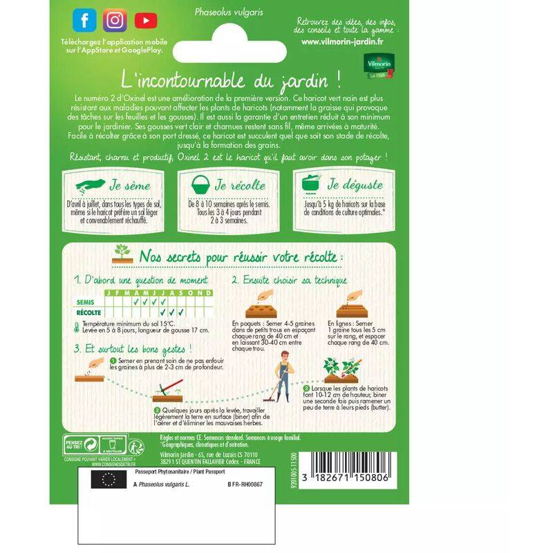 Vilmorin - Haricot nain vert sans fil Oxinel 2 série 5m sachet graines 35 g - Vilmorin - Image 6