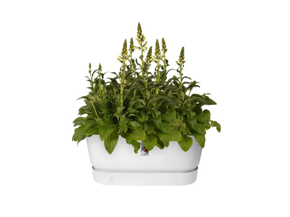 Jardinière ovale polypropylène blanc 60 x 26 x 24,4 cm - ELHO - Imagen 3