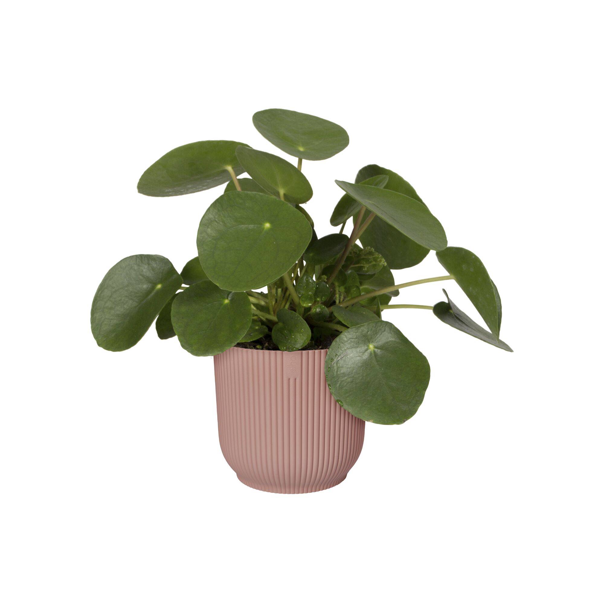 Elho - Cache-pot Polypropylène Rose – ELHO - Imagen 7