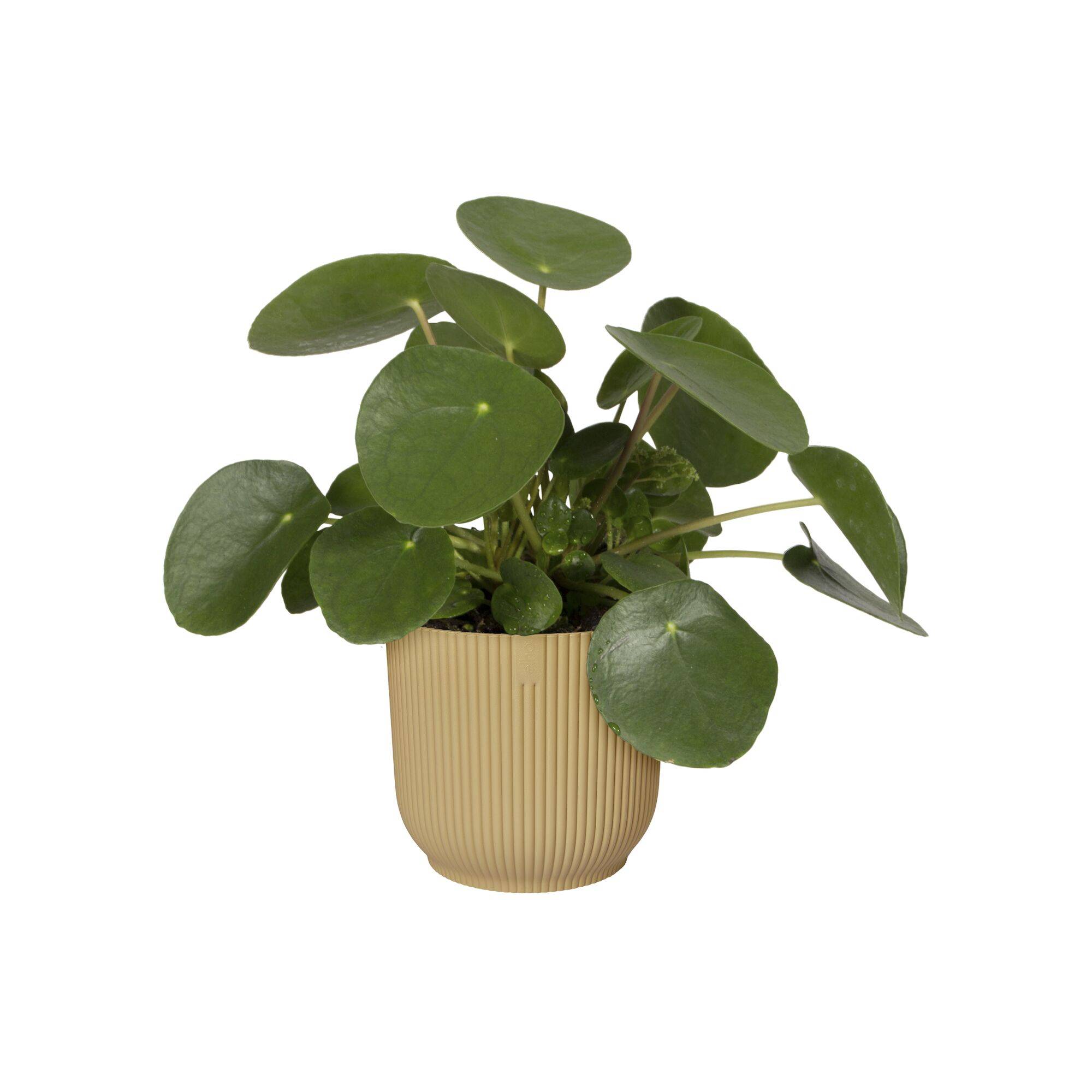 Elho - Elho - Pot Vibes Fold Rond Jaune Beurre Ø.18,34 x H.16,8 cm - Imagen 6