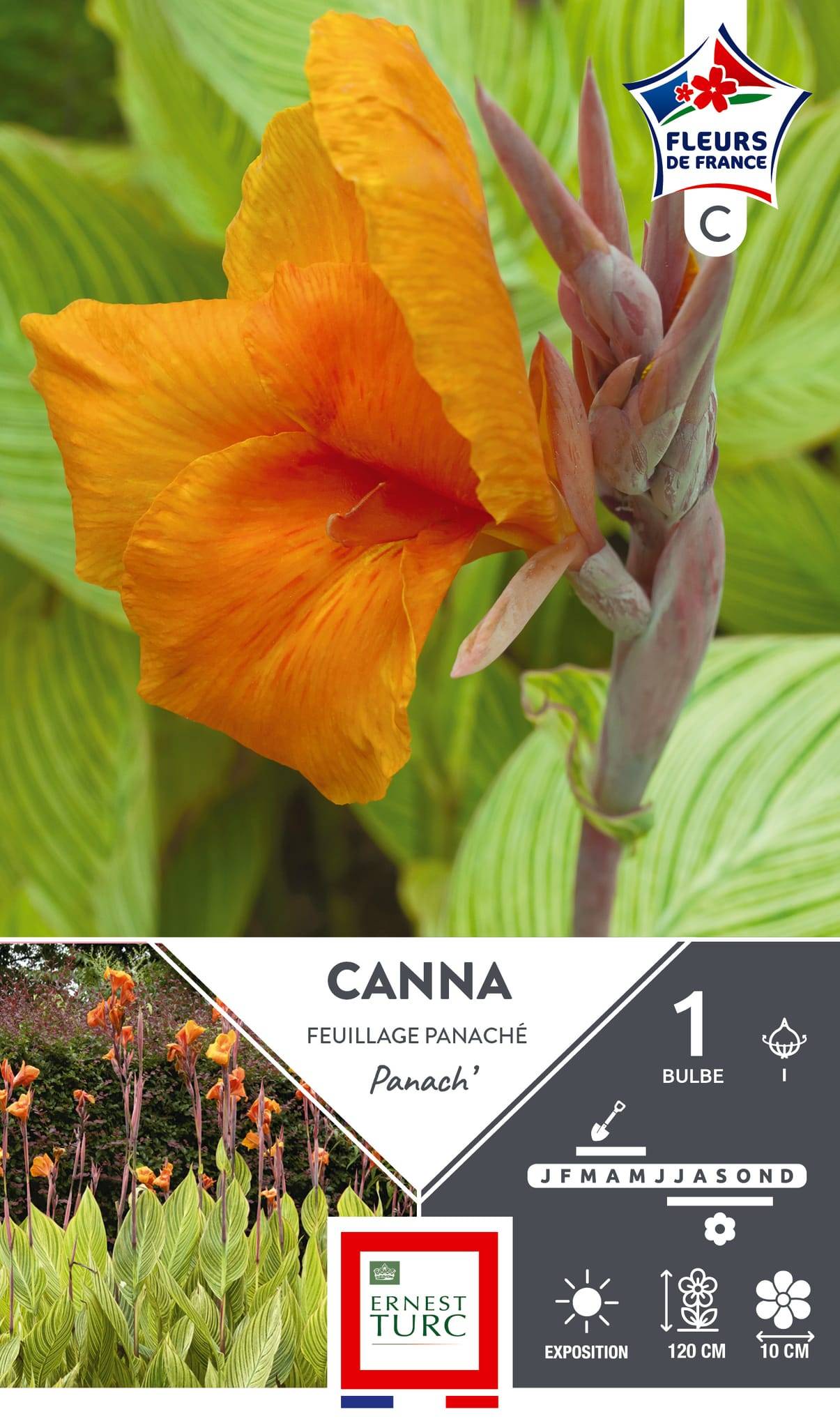 Canna haut panaché I x1 - ET PRI N - Image 1