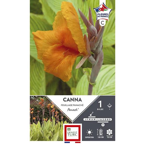 Canna haut panaché I x1 - ET PRI N - Image 2