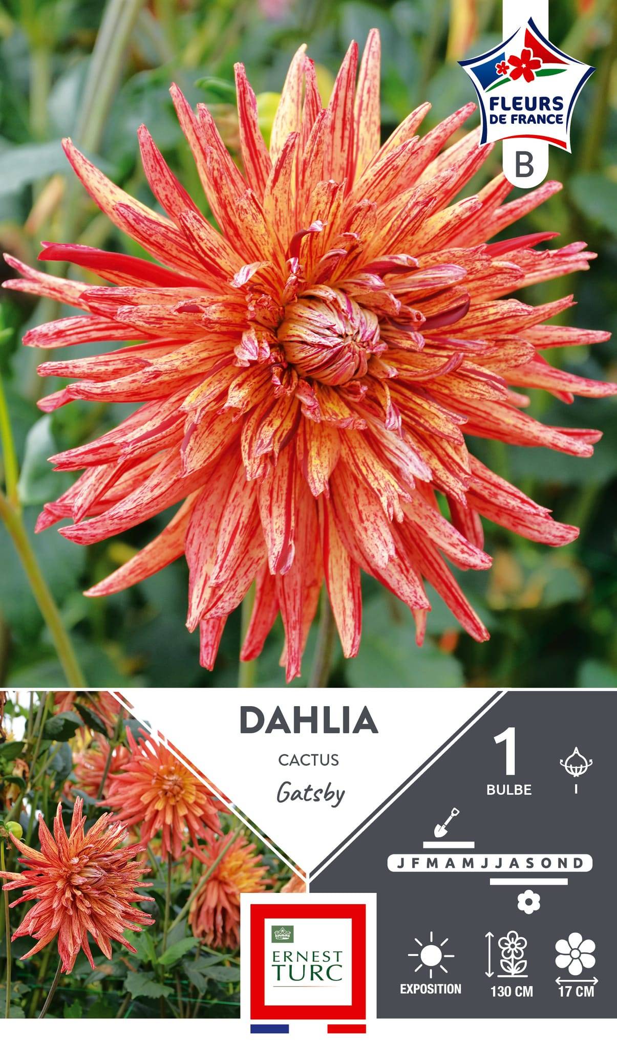 Dahlia cactus gatsby I x1 - ET PRI N - Imagen 1