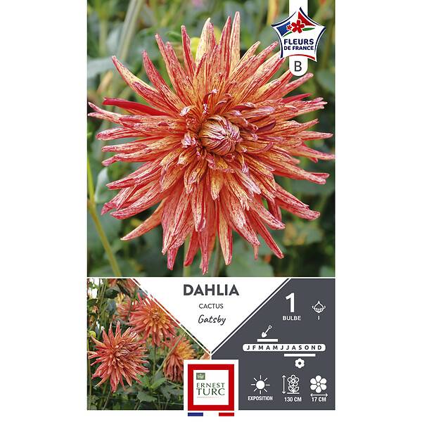 Dahlia cactus gatsby I x1 - ET PRI N - Imagen 2