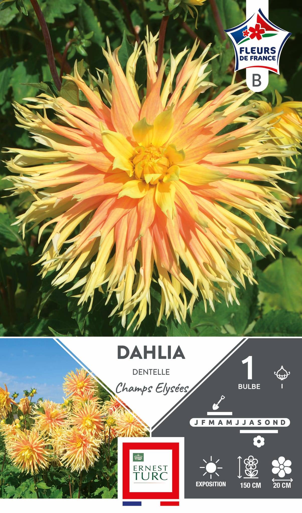 Dahlia dentelle I x1 – ET PRI N