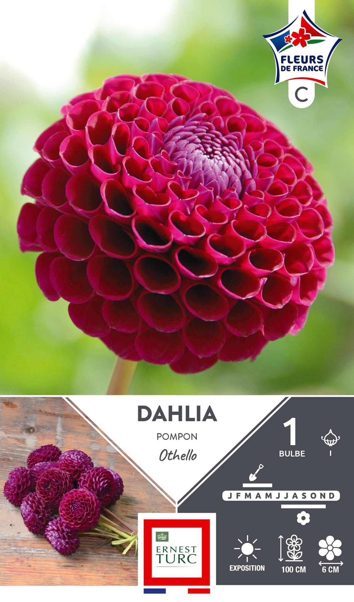 Dahlia pompon rose pourpre environ 1m x1 - ET PRI N - Imagen 1