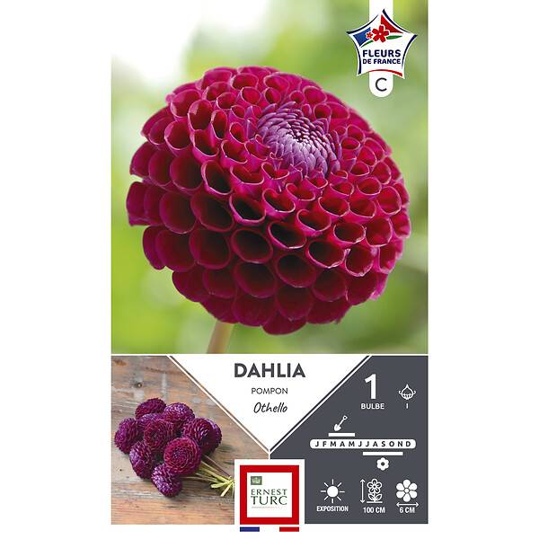 Dahlia pompon rose pourpre environ 1m x1 - ET PRI N - Imagen 2