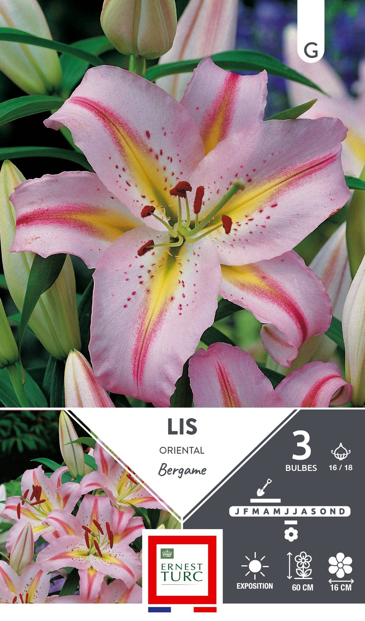 Lis oriental bergame rose pâle jaune x3 – ET PRI N - Image 1