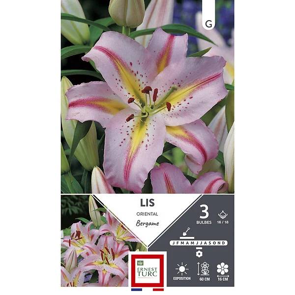 Lis oriental bergame rose pâle jaune x3 – ET PRI N - Image 2