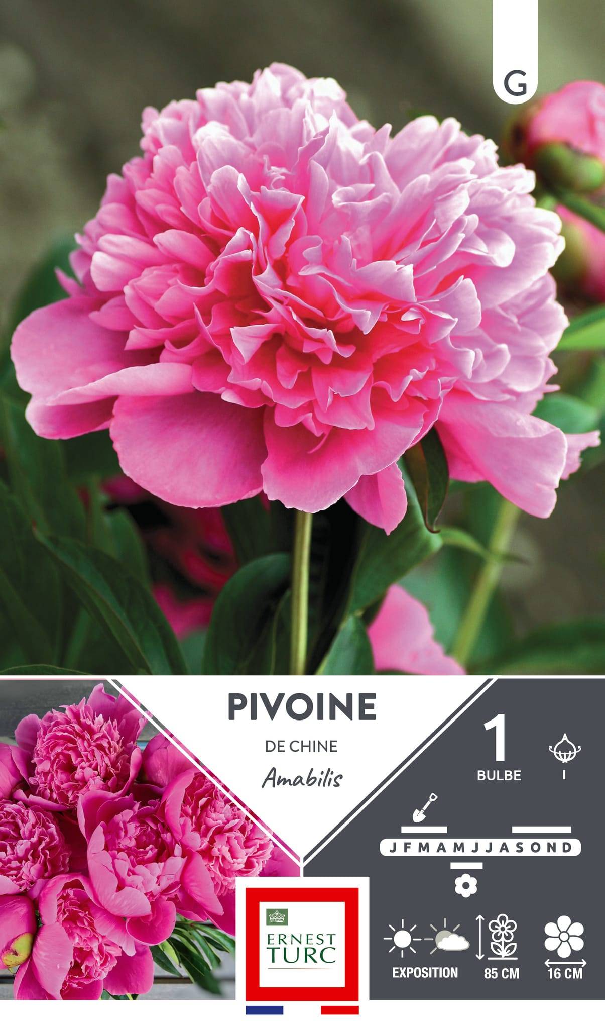 Pivoine vivace rose foncé ET PRI N - Image 1