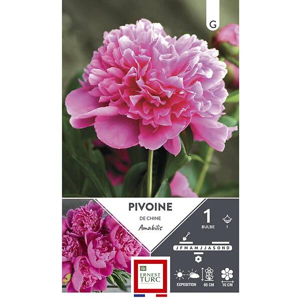 Pivoine vivace rose foncé ET PRI N - Image 2