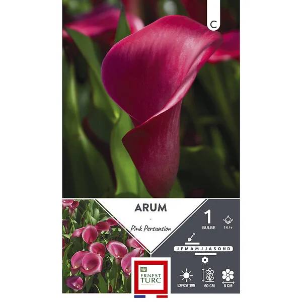 Arum pink persuasion plante rhizomateuse x1 – ET PRI N