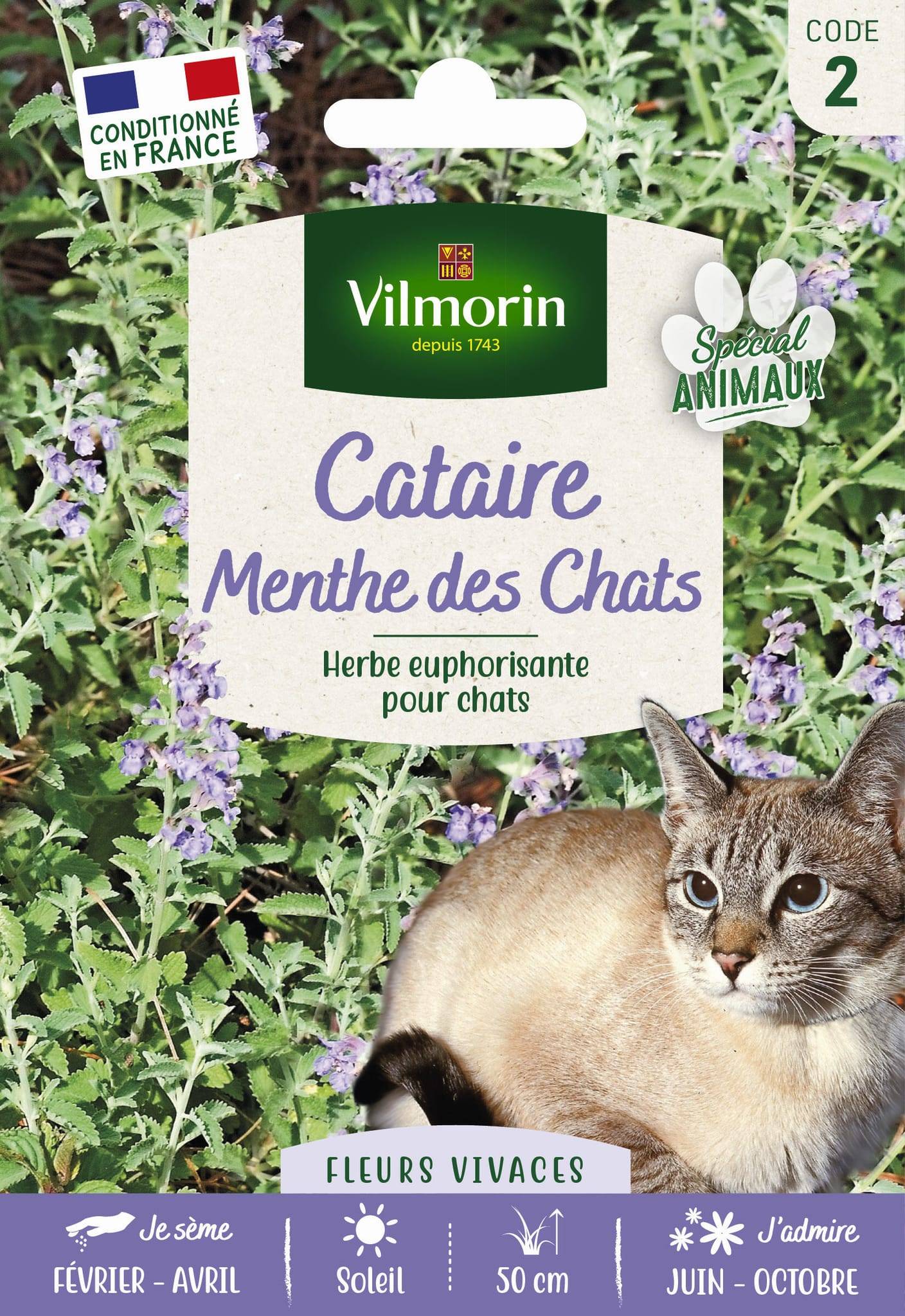Vilmorin - Cataire menthe à chats grand modèle série 2 sachet graines 8 g - Vilmorin - Image 3