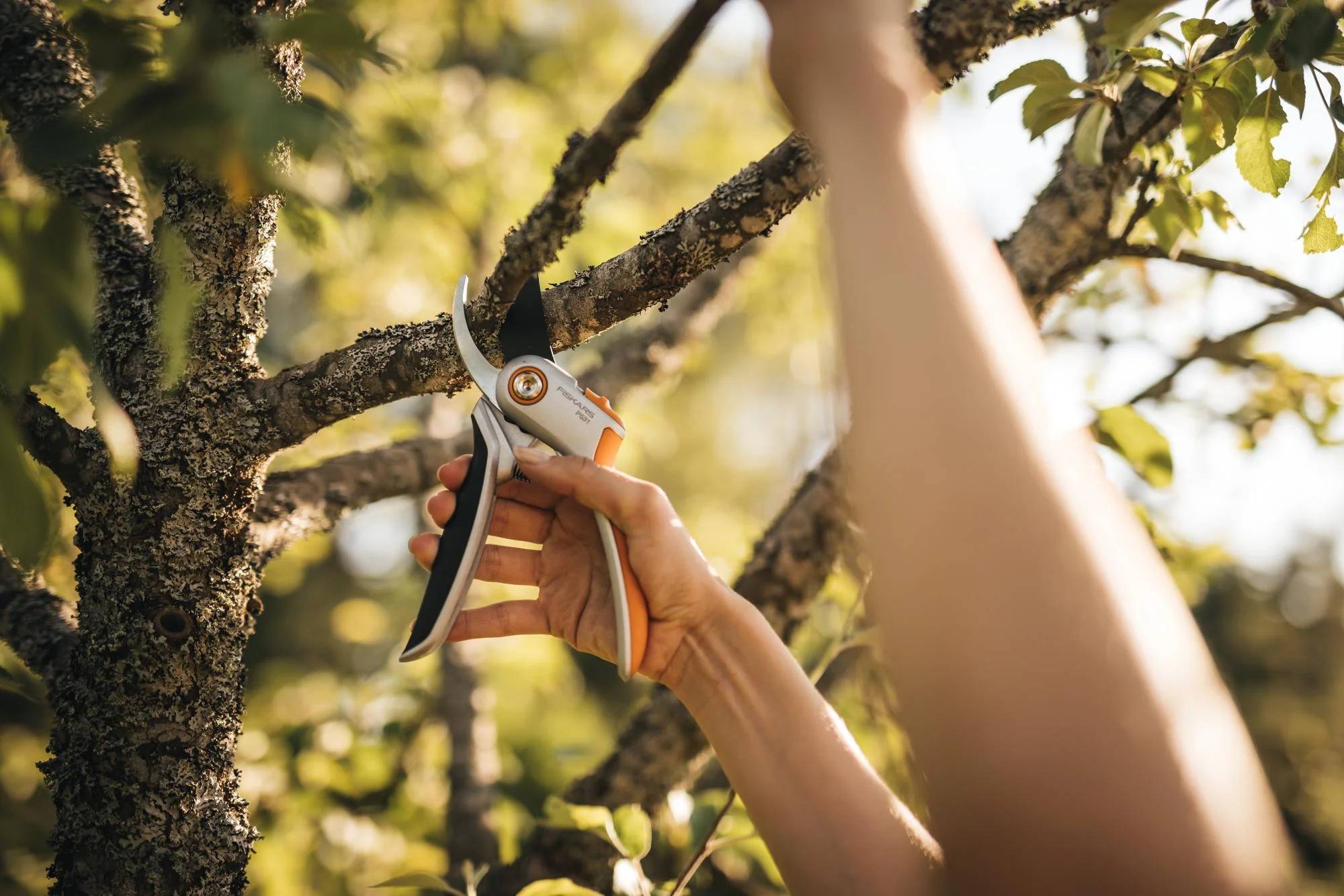 Sécateur métal lame franche Plus P531 - FISKARS - Imagen 9