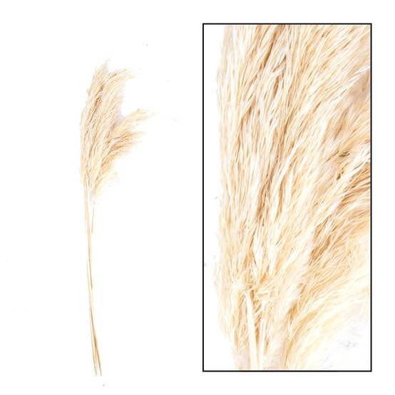 PAMPAS JAXX