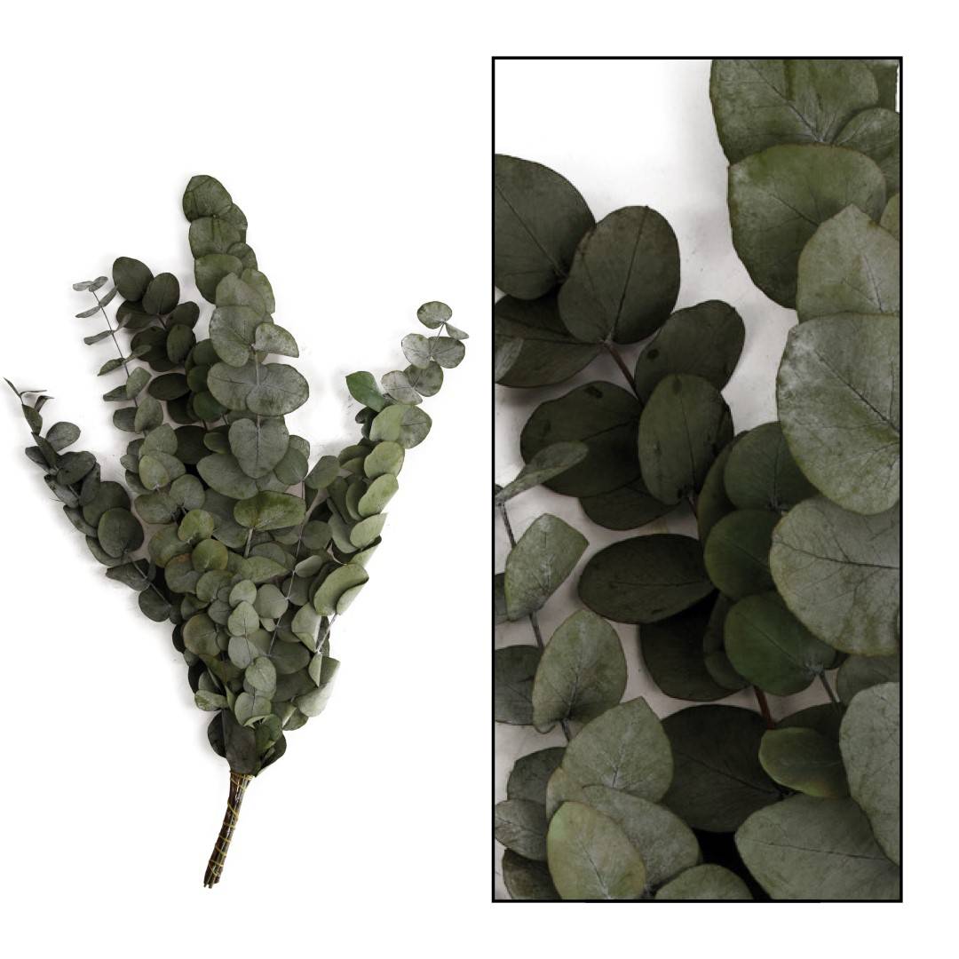 Eucalyptus Spiral – SPIRALE D'EUCALYPTUS - Image 1