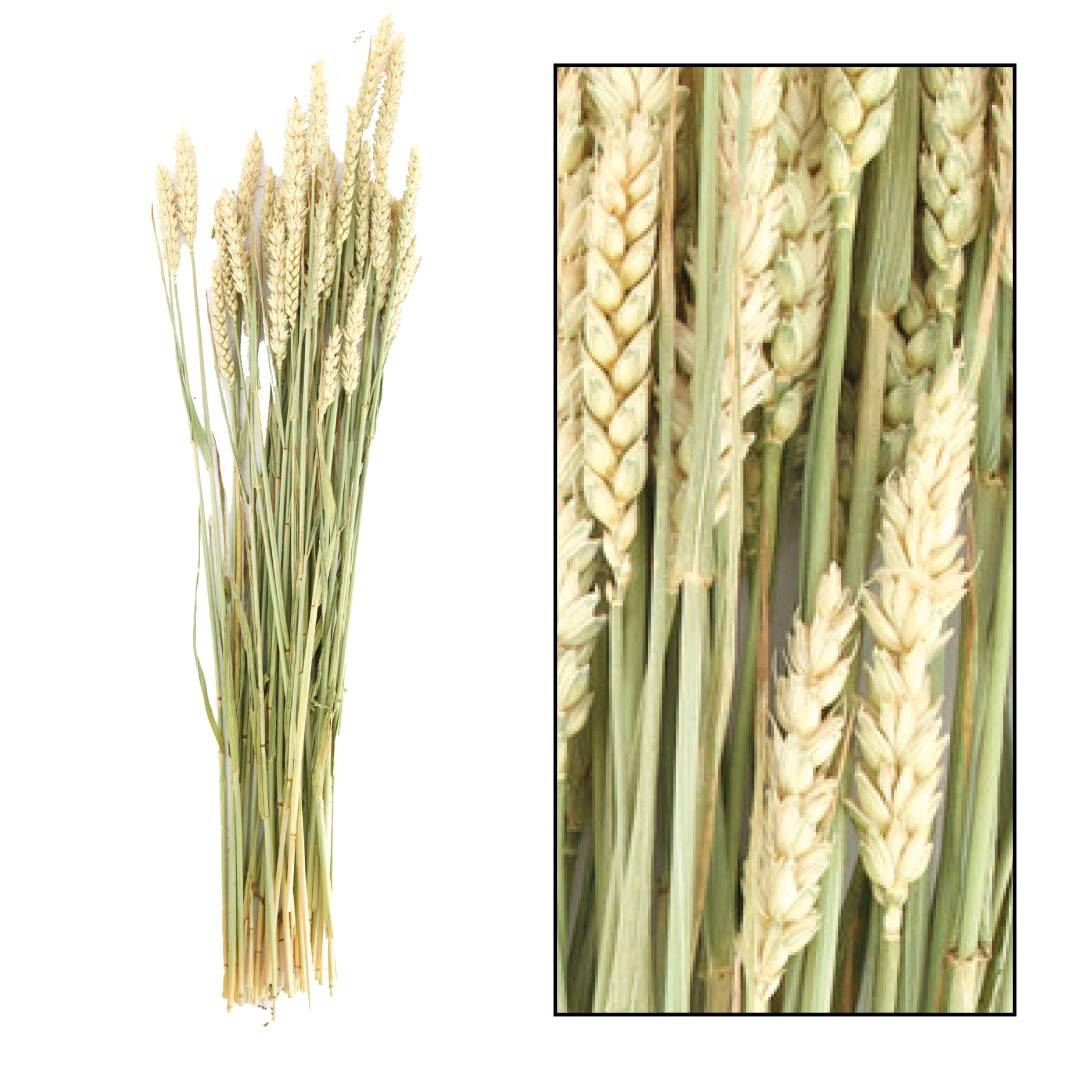 BOUQUET DE TRITICALE