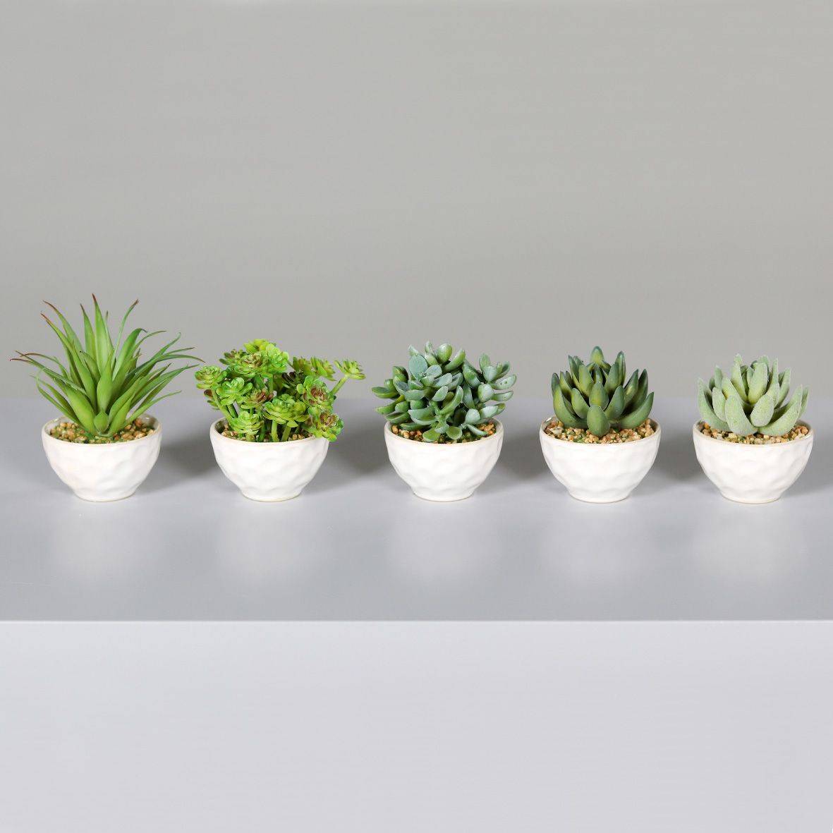 DPI - DPI - Succulentes assorties en pot céramique H. 12 cm
