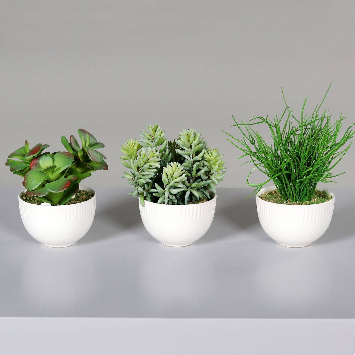 DPI - DPI - Succulentes en pot céramique assortiment H.12 cm