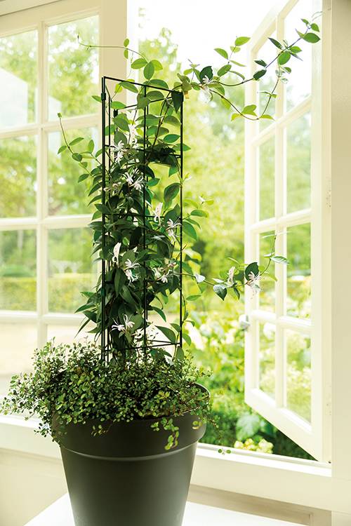 Tuteur Vario Rectangle S 20 x 105 cm
