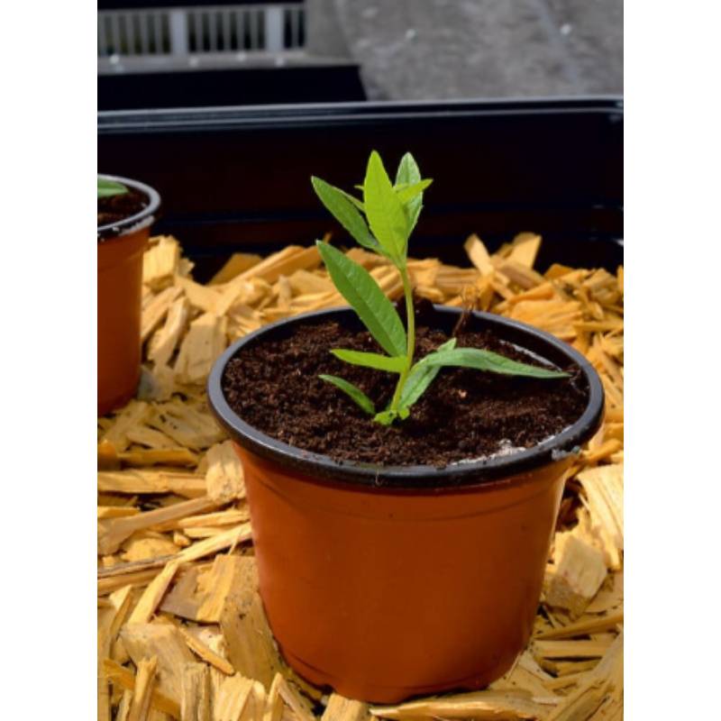 Nortène - Lot de 20 pots pour semis - NORTENE - Image 1
