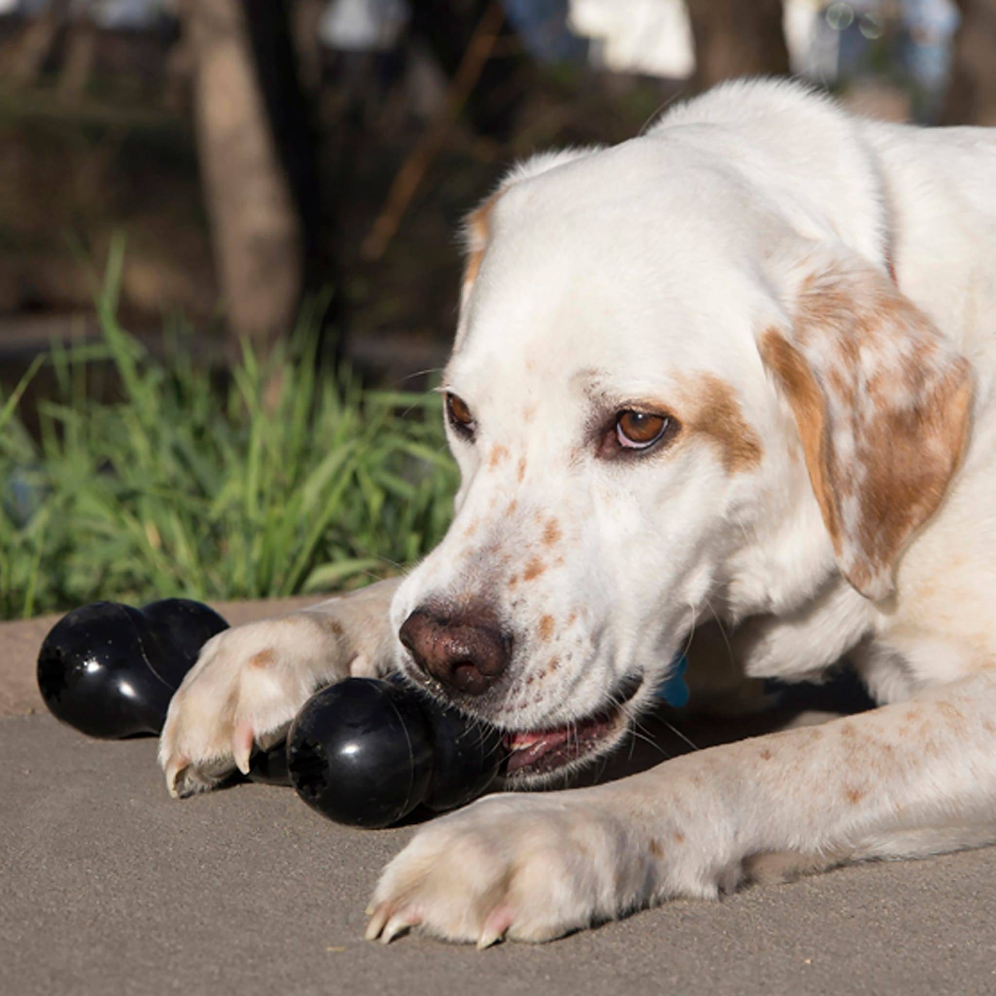 KONG - Jouet pour chien KONG Extreme Goodie Bone - Image 3