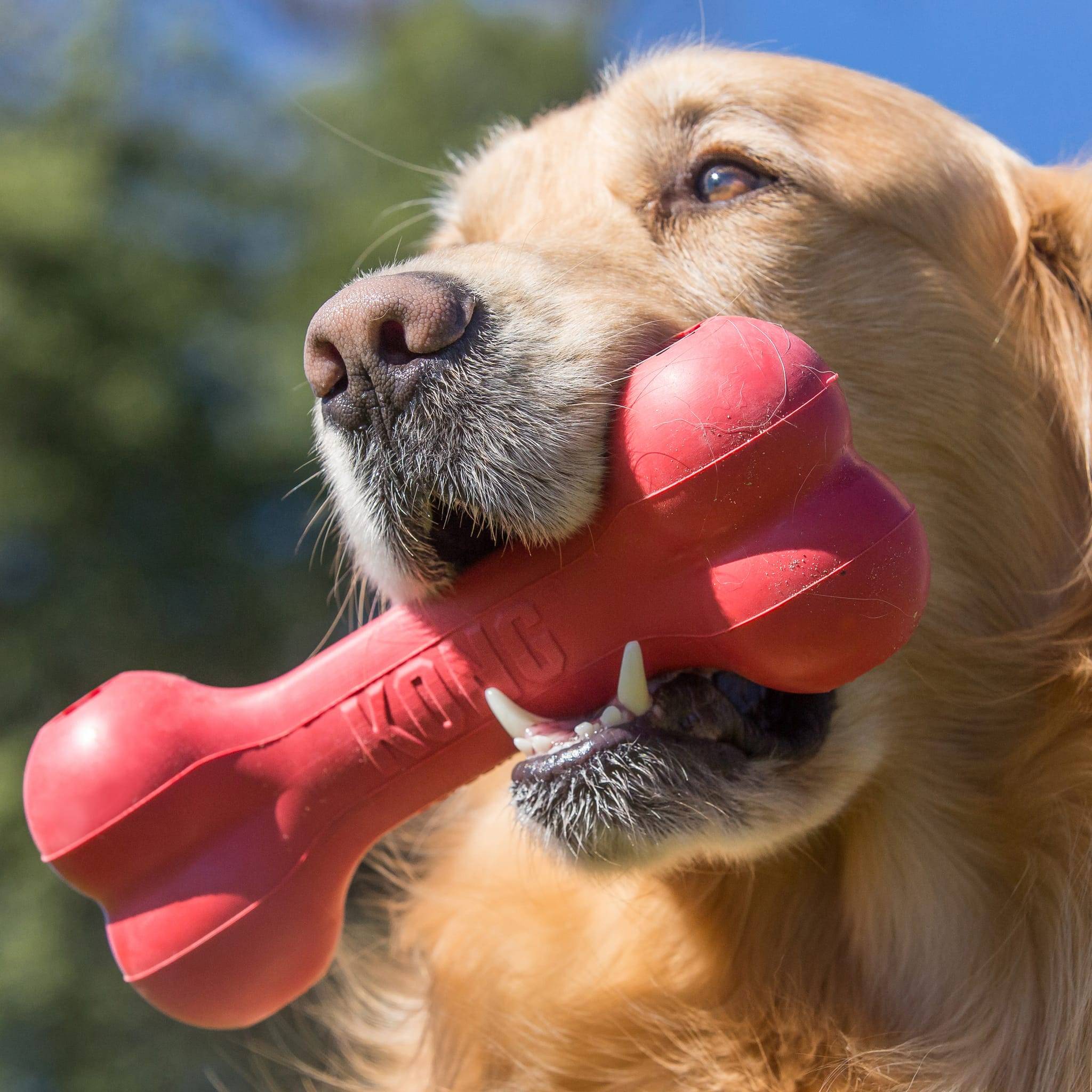 KONG - Hueso Para Perro – KONG - Imagen 4
