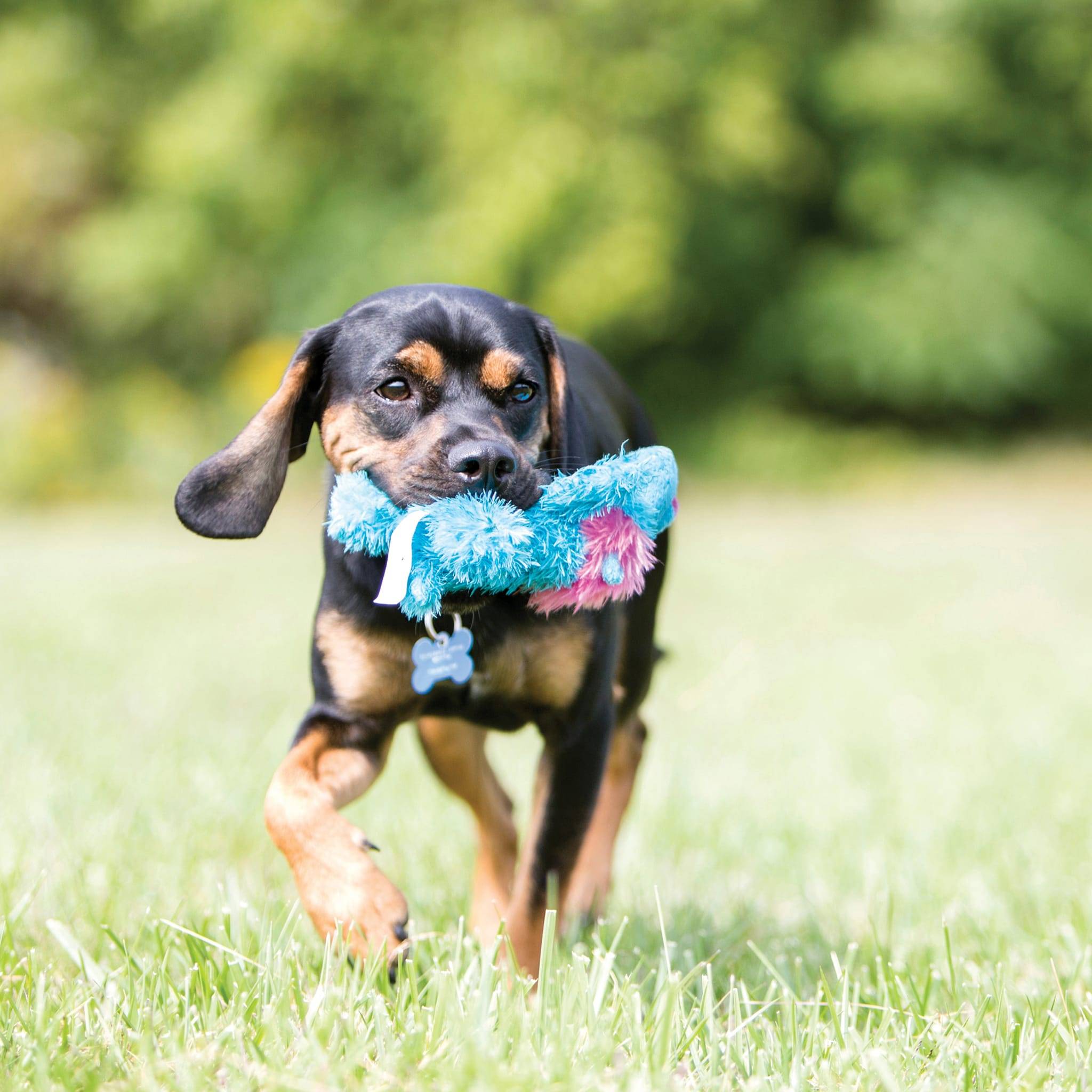 KONG - Jouet pour chien - KONG COZIES - Image 4