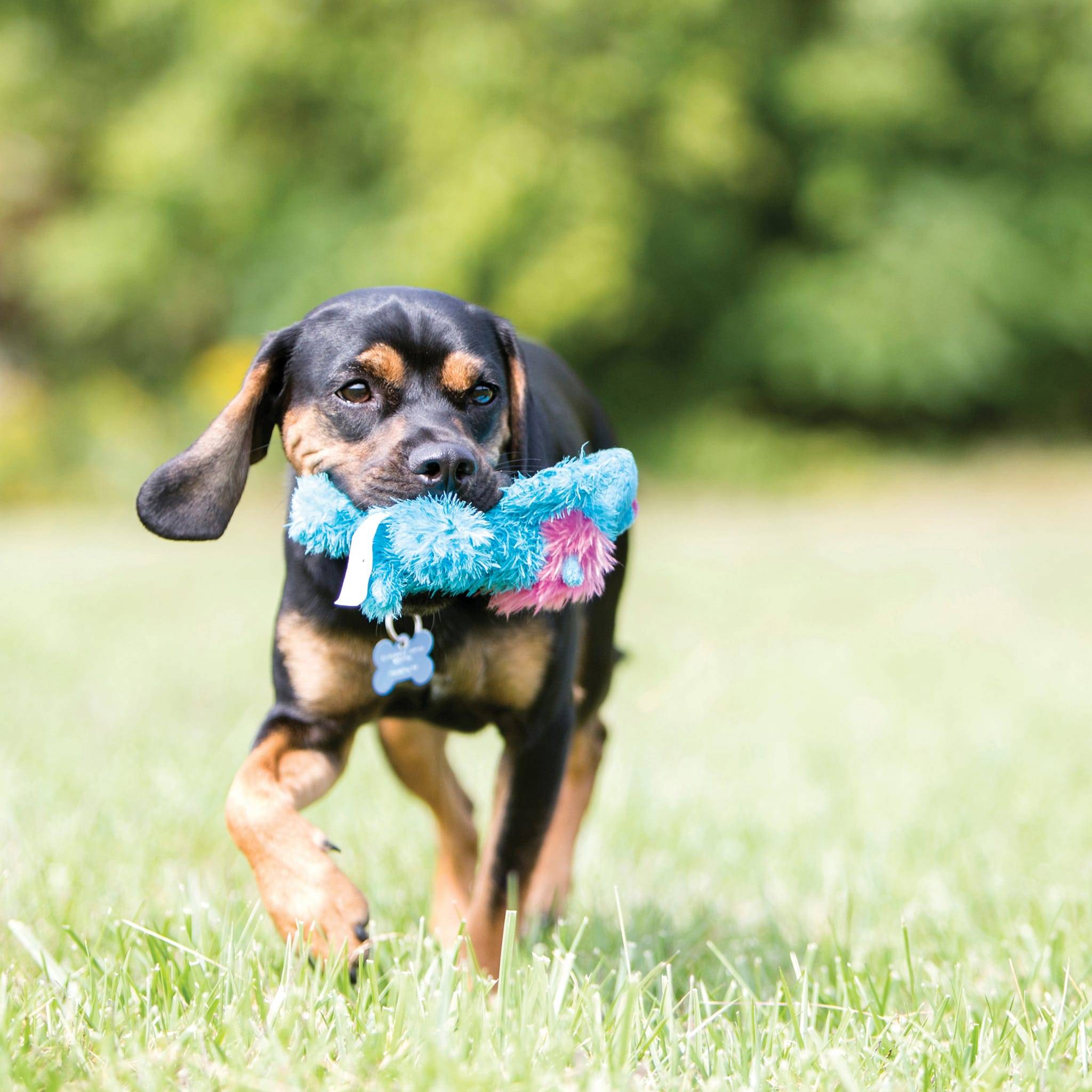 KONG - Jouet pour chien en peluche - KONG - Imagen 3
